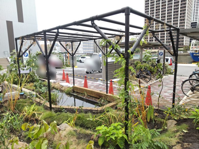 S社ビオトープ 藤棚