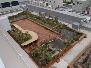屋上ビオトープ全景