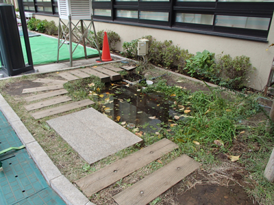 ビオトープ全景