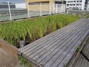 屋上田んぼの様子