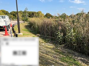 アシ刈り作業前