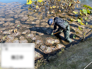 刈り取りの様子