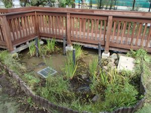 ビオトープ全景