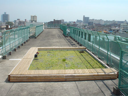 浮間中学校屋上ビオトープ