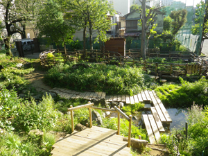 ビオトープ全景1