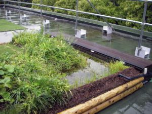 横浜市屋上ビオトープ