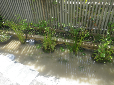 某マンションビオトープ