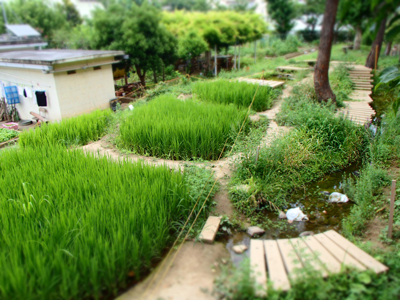 浮間小学校ビオトープ