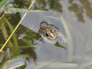 東京ダルマガエル