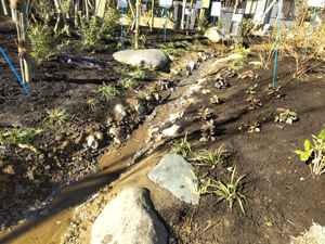 西が丘流れの様子