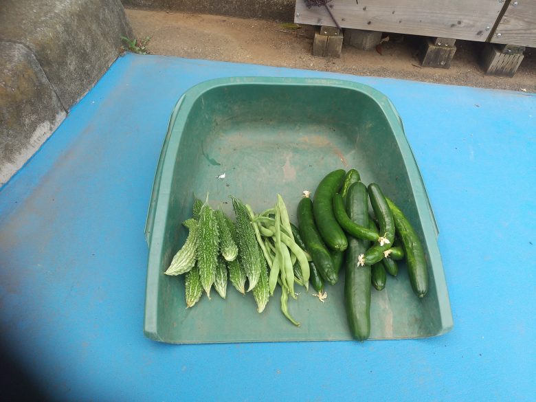 緑のカーテン収穫物