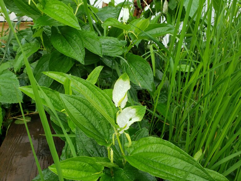 半夏生ハンゲショウ