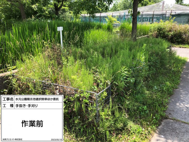 水元公園・展示池・作業前