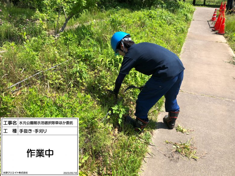 水元公園・展示池・作業中