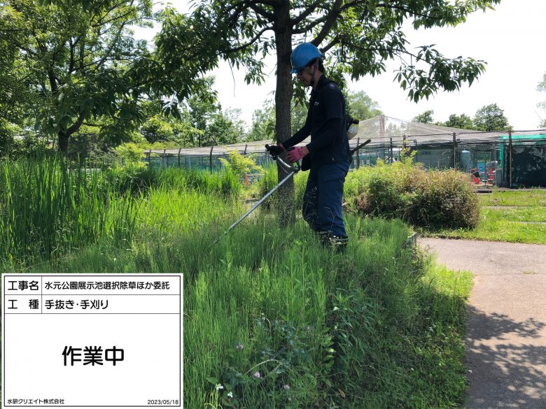 水元公園・展示池・作業中