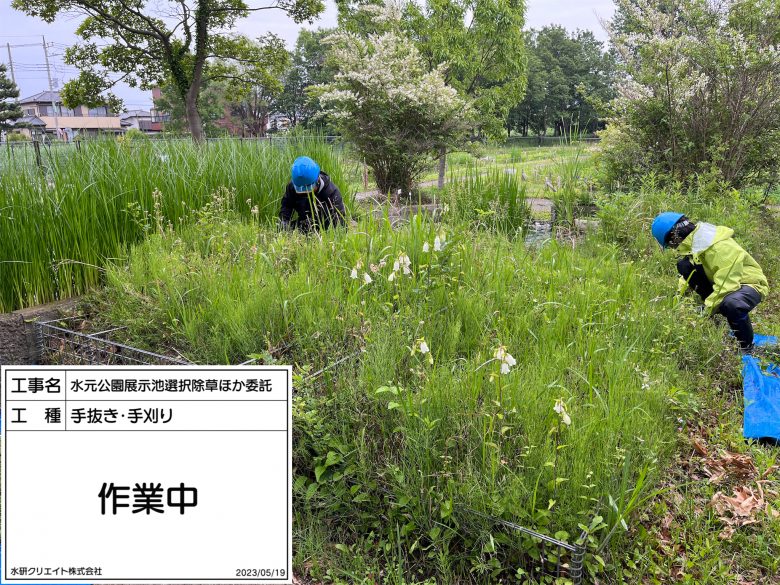水元公園・展示池・作業中