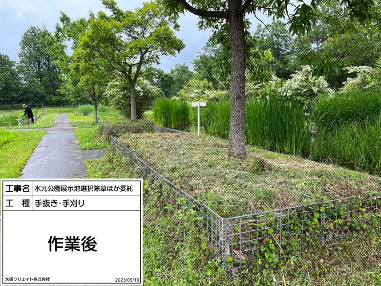 水元公園・展示池・作業後