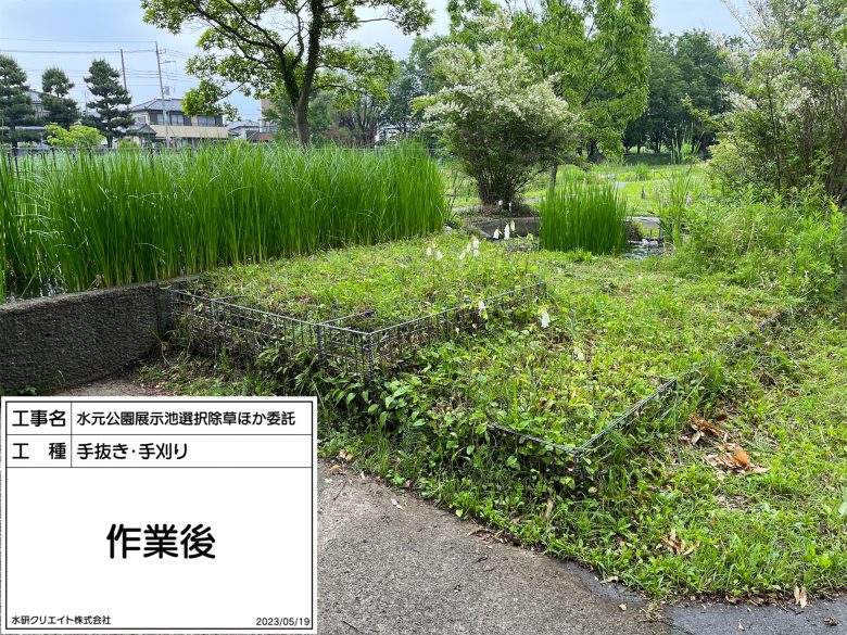 水元公園・展示池・作業後