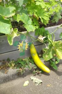 緑のカーテン観察用お化けキュウリ