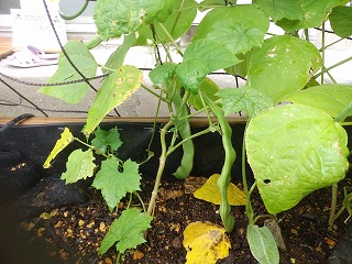 緑のカーテン収穫物 ツルありインゲン