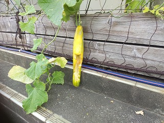緑のカーテン収穫物 食べられたキュウリ
