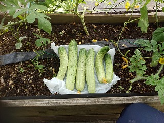 緑のカーテン収穫物 半白キュウリ