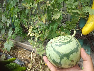 緑のカーテン収穫物 奇形スイカ実