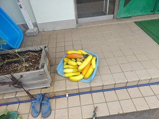 緑のカーテン収穫物 黄色い半白キュウリ