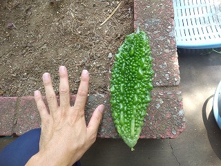 緑のカーテン収穫物