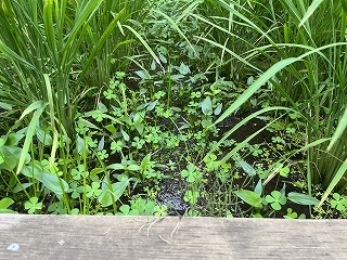 晴海田んぼ　水田雑草