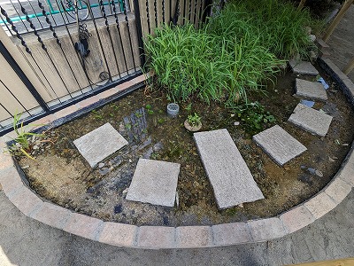 ビオトープ　完成