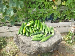緑のカーテン収穫物